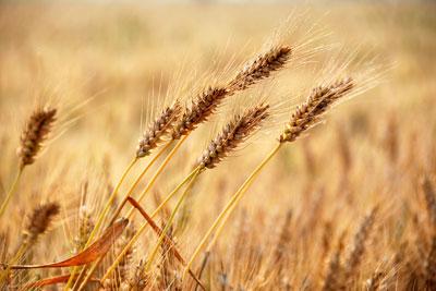 芒種1.1.jpg 芒種1.1.jpg